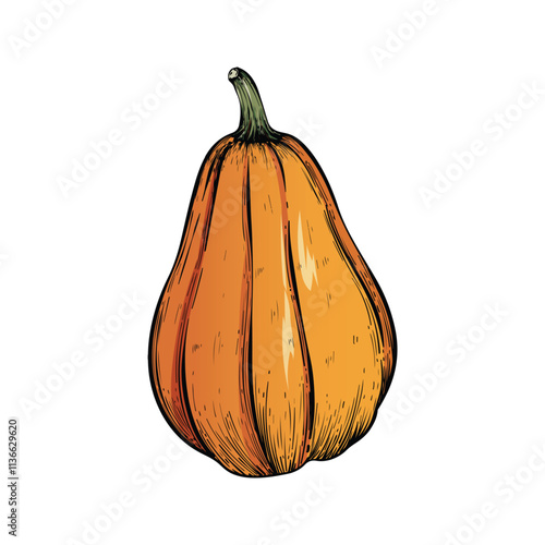 Pumpkin on a white background. Hand drawn vintage style. Vector illustration. Autumn. Halloween. Suitable for packaging design.