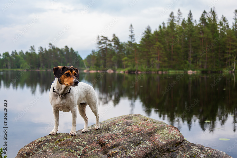 A Danish-Swedish farm dog stands on a cliff by a lake in a nature reserve A Danish-Swedish farm dog stands on a cliff by a lake in a nature reserve