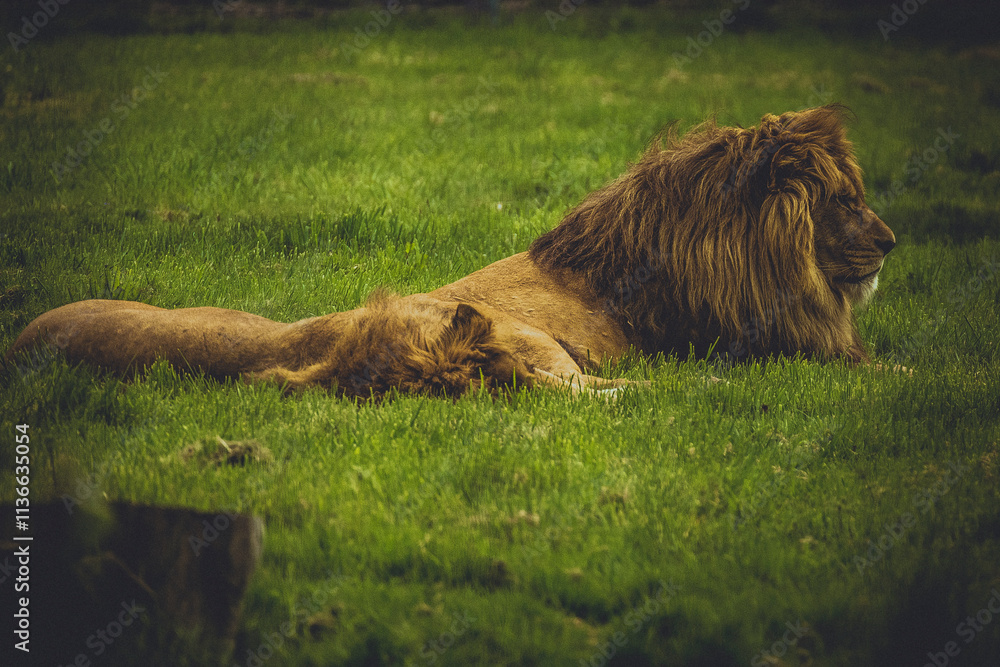 Lion Lion