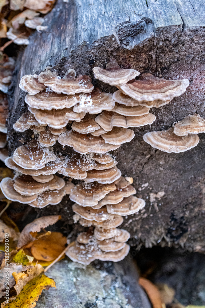 Trametes ochracea mushroom on tree stump Trametes ochracea mushroom on tree stump