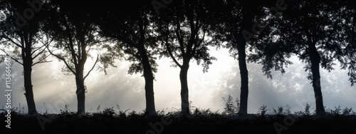 French Impressionist Forest Scene with Minimalistic Aesthetic and Atmospheric Depth photo