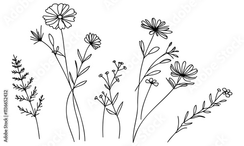 Wildflower line art set. Flower doodle botanical collection. Herbal and meadow plants, grass. Vector illustration isolated on white background. Chamomile, clover, daisy simple hand drawn elements.