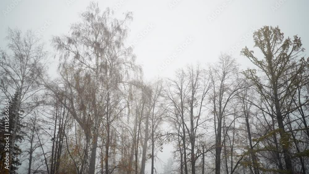 Foggy atmosphere with tall, bare trees dusted with snow, soft, muted tones emphasize calm and serenity, creating an enchanting, wintry forest scene Foggy atmosphere with tall, bare trees dusted with snow, soft, muted tones emphasize calm and serenity, creating an enchanting, wintry forest scene