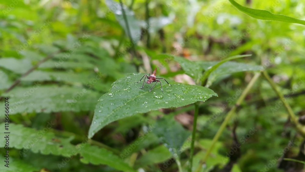 The grasshopper Acrida cinerea is still a small brown color on the plants. Photo shot on the mountain. The grasshopper Acrida cinerea is still a small brown color on the plants. Photo shot on the mountain.