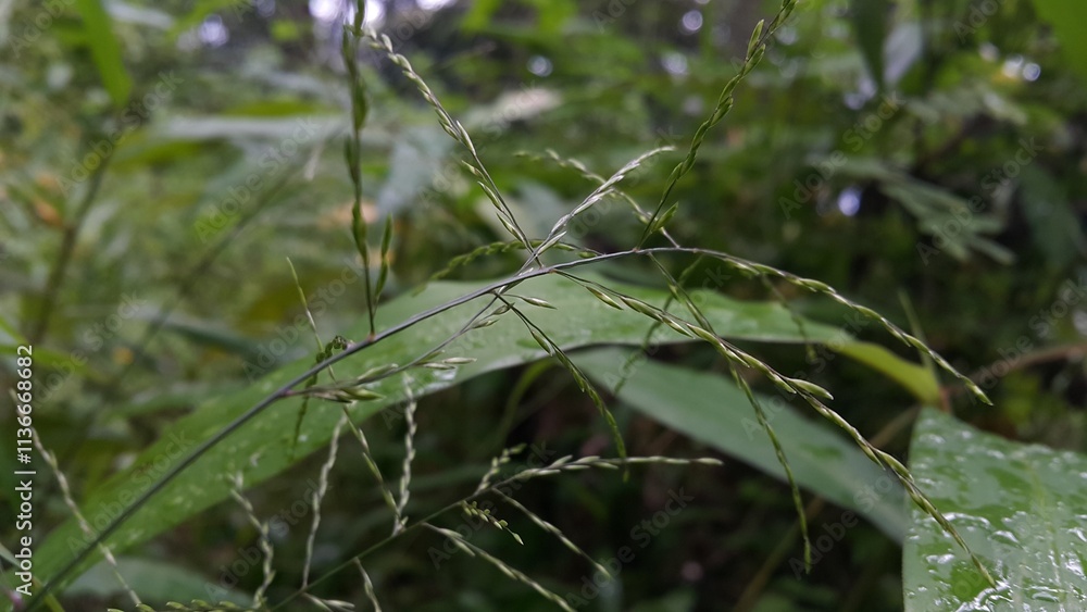 Guineagrass (megathyrsus maximus) floral background. Photo shot in the forest. The beauty of nature. Guineagrass (megathyrsus maximus) floral background. Photo shot in the forest. The beauty of nature.