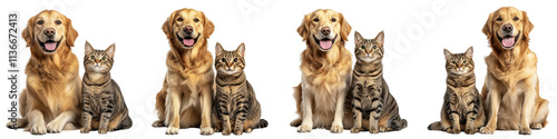 A Set of Cheerful Golden Retriever and Adorable Tabby Cat on Transparent Background