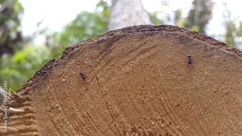Photography Small black ants on wood texture