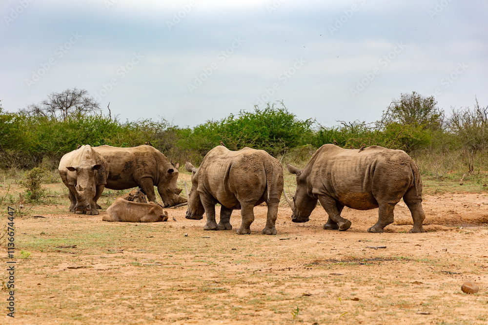 Naklejka premium Herd of African black rhinoceros in Hlane National Park, or Royal Hlane National Park, is located in northeastern Swaziland, Africa 