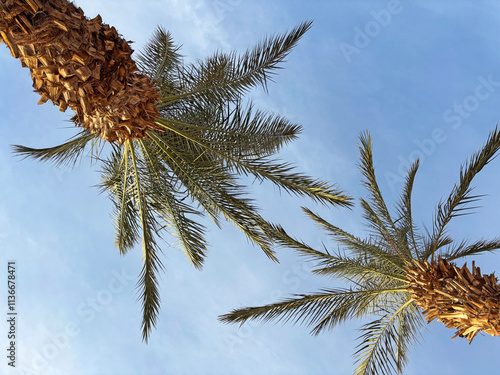 The tops of a palm tree with green branches against a blue sky.