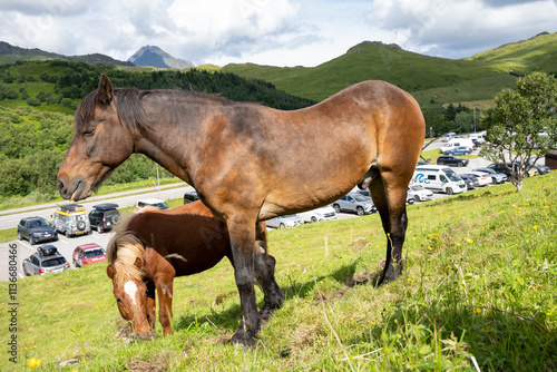 Bostad, Norway - 07.07.2024: Brown horse grazing green grass in Norway