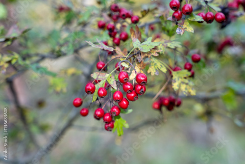 Red hawthorn (Crataegus ambigua) berries photo