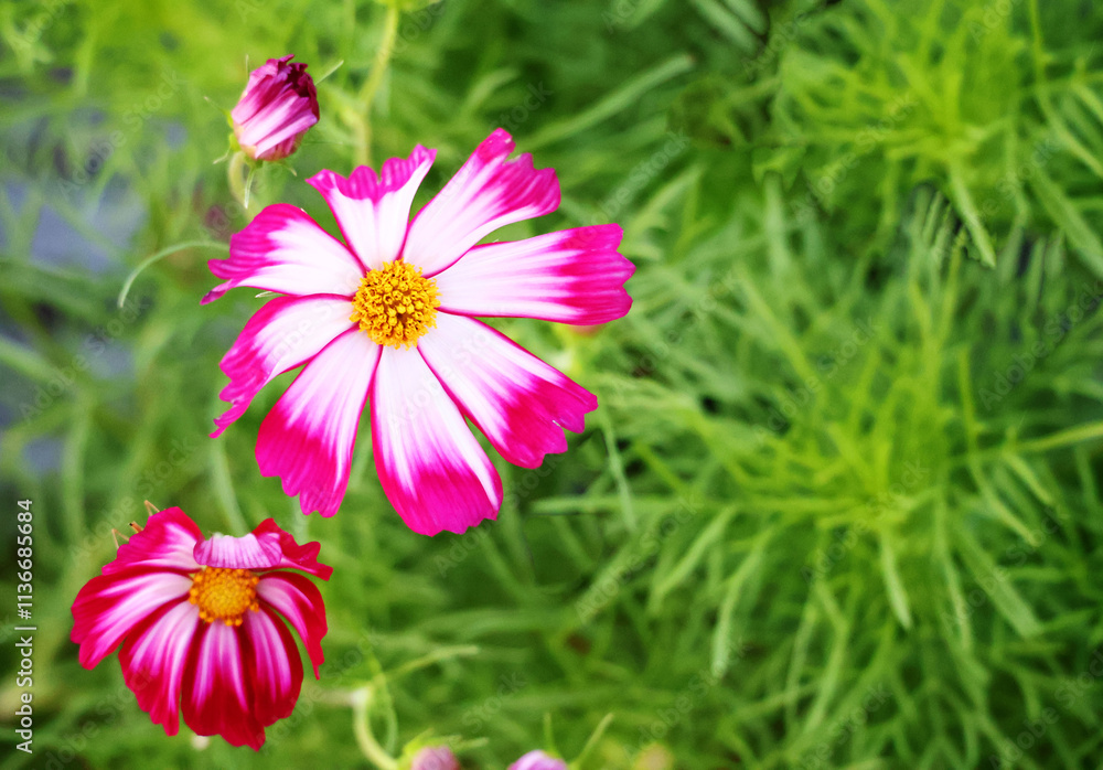 Obraz premium Cosmos flowers bloom with pink and white petals with visible yellow stamens. and adjacent flower buds green background of leaves