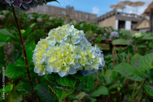 Changing color Hydrangea Blossom with Rich Green Leaves