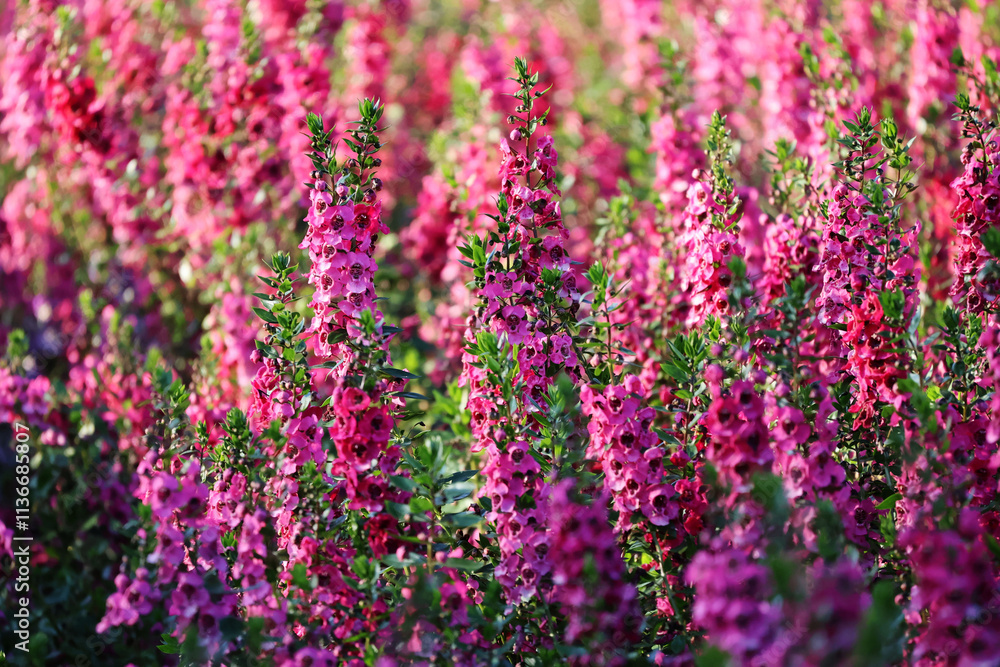 The pink flowers bloom together and are planted in large plots. The afternoon sun was shining.
The pink flowers bloom together and are planted in large plots. The afternoon sun was shining.