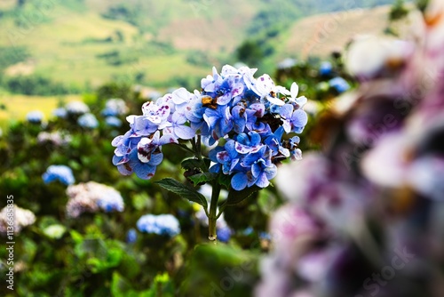 An enhancing view of a sunny hillside garden of hydrangeas