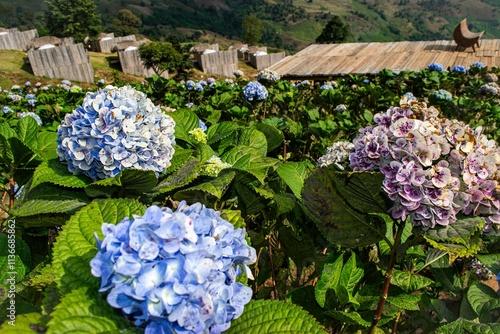 Colorful Hydrangea Flowers Blanketing a Picturesque Hillside in a Serene Countryside Setting