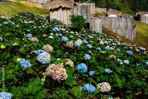 Vibrant Hydrangea Field in Full Bloom with Traditional Wooden Huts Nestled in the Background