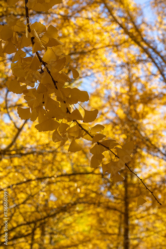 Autumn leaves in the park