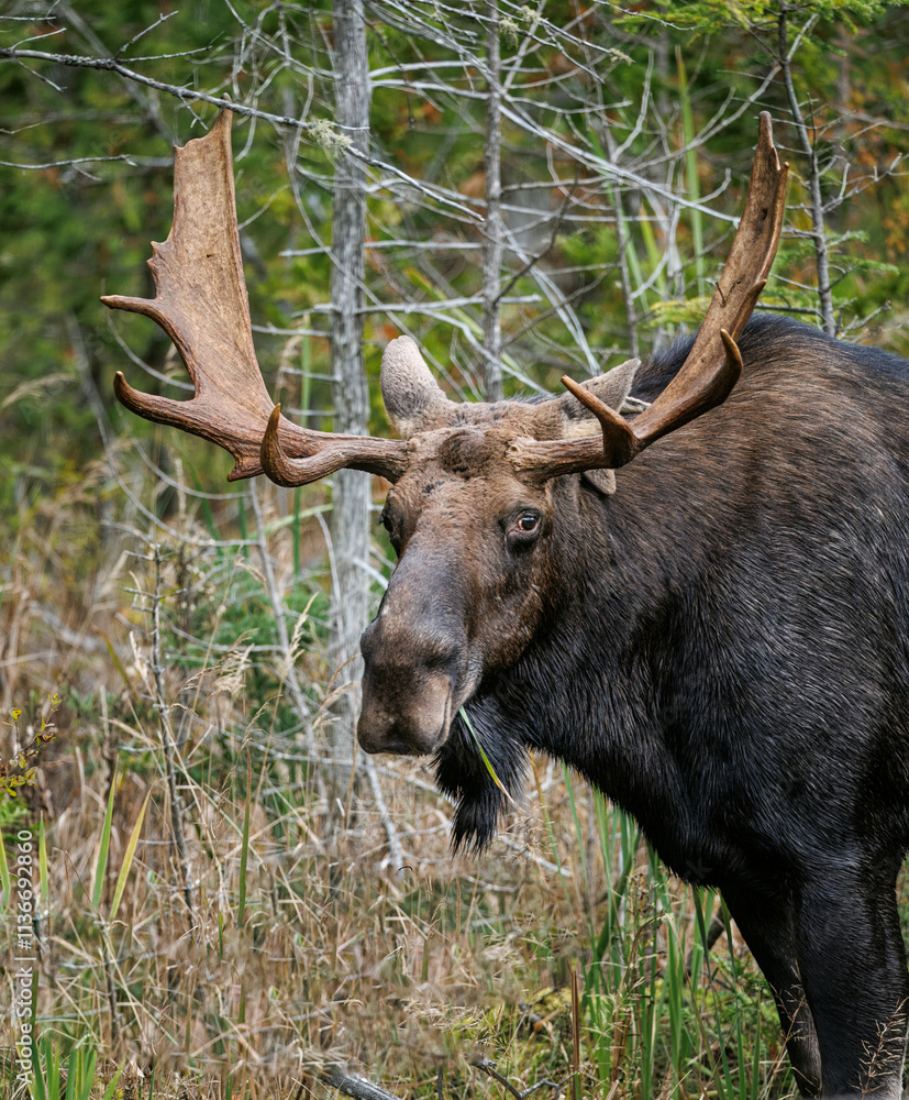 Moose grazing on branches Moose grazing on branches