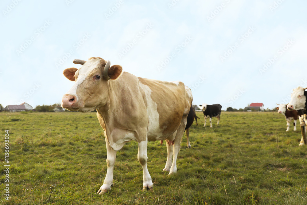 Beautiful cows grazing on green grass outdoors Beautiful cows grazing on green grass outdoors