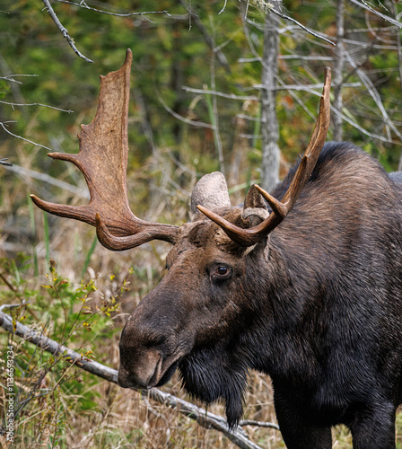 Moose grazing on branches