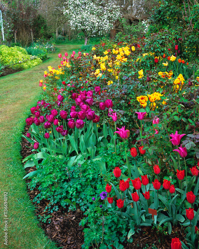 Spring Border with Tulips
