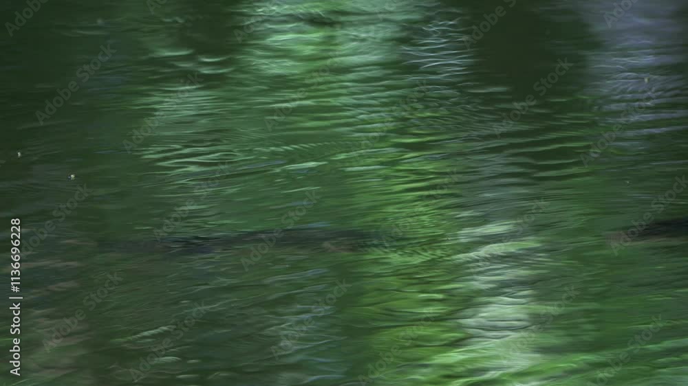 Pack of tropical fish swimming under water. Pack of tropical fish swimming under water.