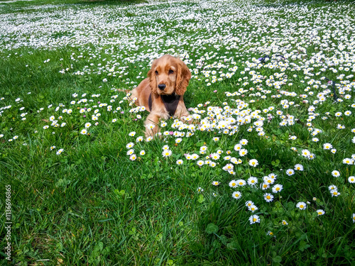 Cachorro de cocker spaniel en un campo de margaritas  photo