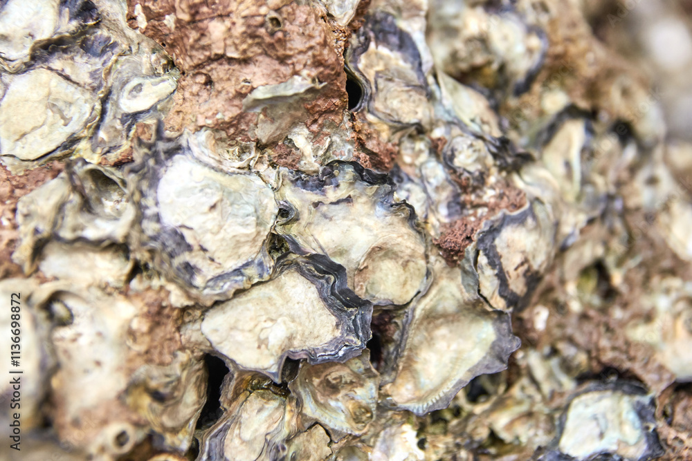 Close up of oyster shells texture on rocky surface: natural patterns and marine life details. Close up of oyster shells texture on rocky surface: natural patterns and marine life details.