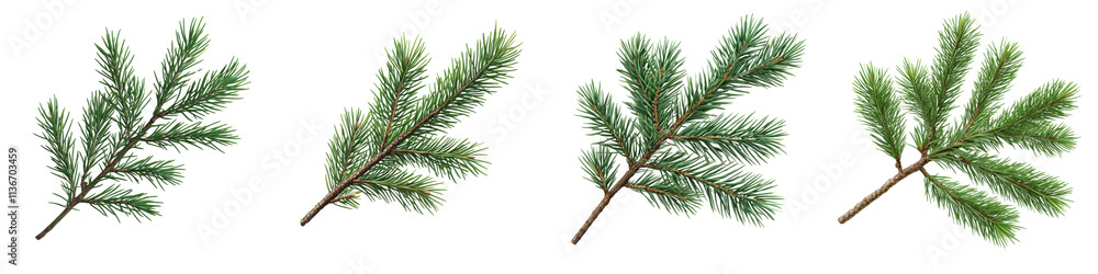 A Set of Dense Pine Tree Branch with Green Needles Isolated on Transparent Background A Set of Dense Pine Tree Branch with Green Needles Isolated on Transparent Background
