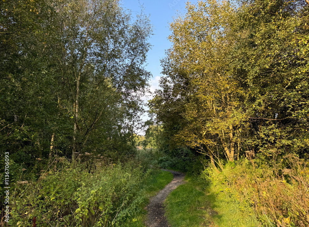 Fototapeta premium Sunlight filters through a canopy of green leaves, illuminating a dirt path leading out of the the forest. The lush foliage on either side creates a serene and inviting atmosphere near, Bingley, UK