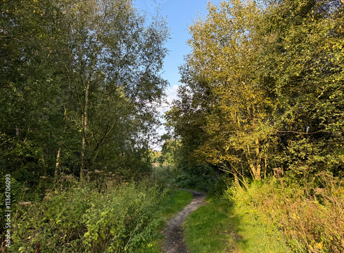 Sunlight filters through a canopy of green leaves, illuminating a dirt path leading out of the the forest. The lush foliage on either side creates a serene and inviting atmosphere near, Bingley, UK photo