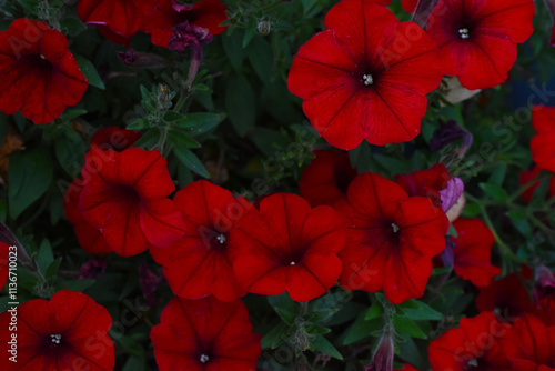 Red petunia flowers in a flower bed. Petunia nyctaginiflora.