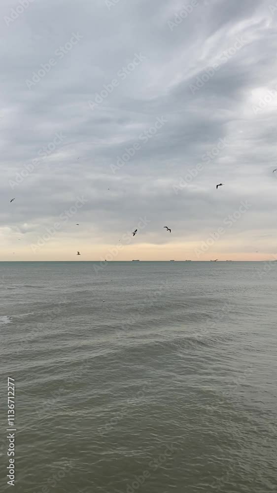 seagulls on the beach seagulls on the beach