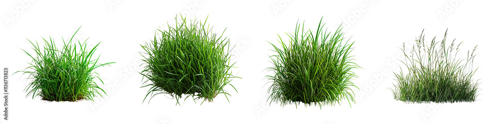 Obraz premium Lush green grass tufts in varying heights and densities, showcasing vibrant foliage and natural textures.