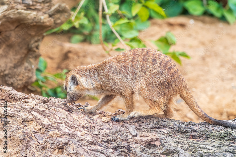 Naklejka premium Meerkat suricatta family wildlife picture.
