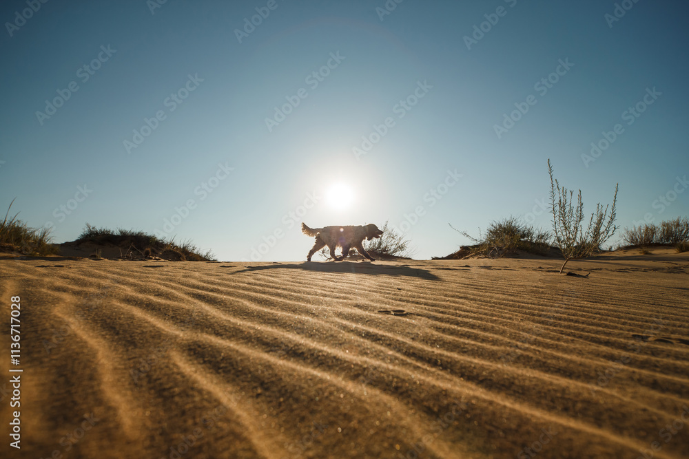A dog of the English Springer Spaniel Pesky breed.dog in the desert A dog of the English Springer Spaniel Pesky breed.dog in the desert