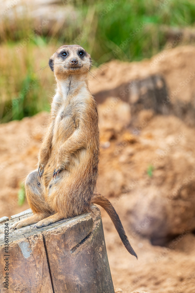 Meerkat, Suricata suricatta, on hind legs. Portrait of meerkat standing on hind legs with alert expression. Portrait of a funny meerkat sitting on its hind legs. Meerkat, Suricata suricatta, on hind legs. Portrait of meerkat standing on hind legs with alert expression. Portrait of a funny meerkat sitting on its hind legs.