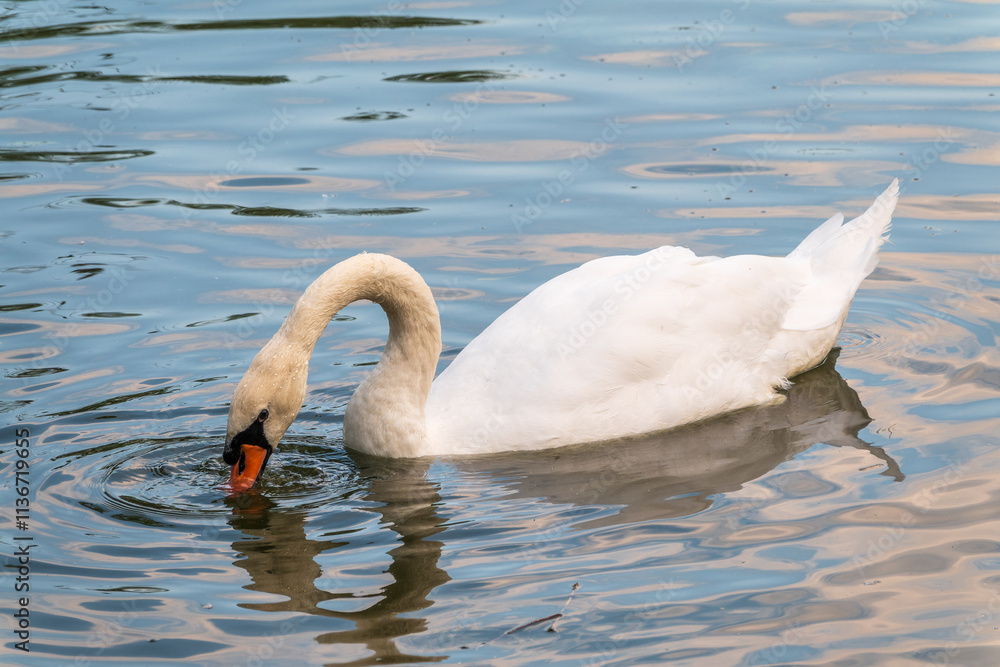 Naklejka premium A graceful white swan swimming on a lake with dark water. The white swan is reflected in the water