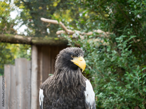 Wallpaper Mural The portrait of Stellers sea eagle, Haliaeetus pelagicus, also Pacific sea eagle or white-shouldered eagle is the heaviest bird of prey. It has dark brown plumage, white wings and yellow beak Torontodigital.ca