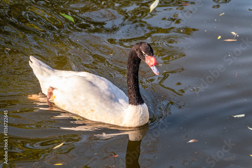 The black-necked swan, Cygnus melancoryphus, is a swan that is the largest waterfowl native to South America. The body plumage is white with a black neck and head and greyish bill photo