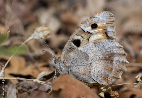 wild animals and insects. butterfly photos.