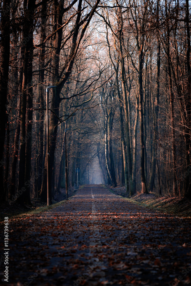 Fototapeta premium Droga w słoneczny mglisty poranek