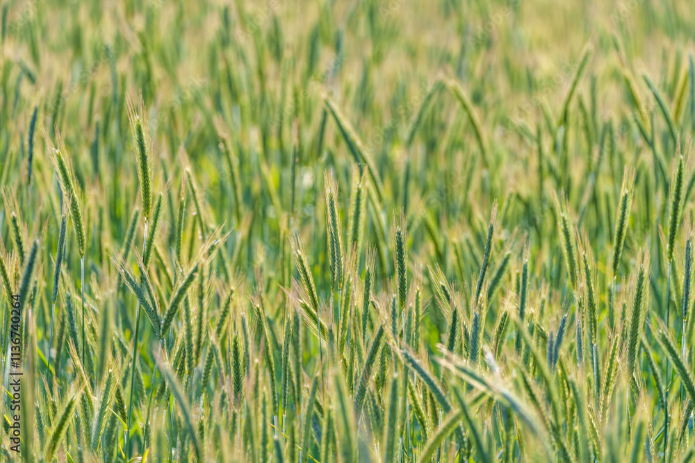 The picturesque and lush green wheat field bathed in bright and warm sunlight shines beautifully The picturesque and lush green wheat field bathed in bright and warm sunlight shines beautifully