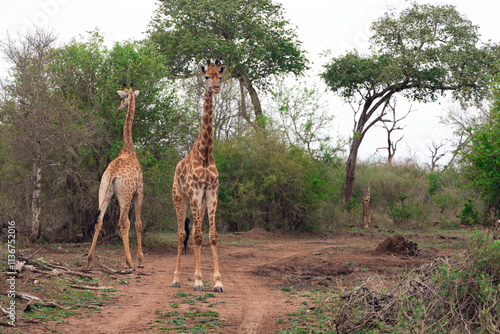 Photography A pair of giraffes graze in the savannah in Hlane National Park, or Royal Hlane