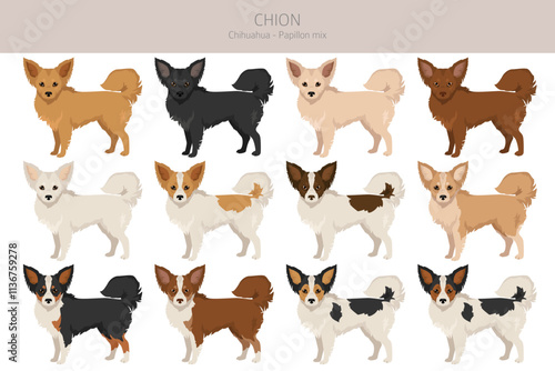 Chion clipart. Chihuahua Papillon mix. Different coat colors set.  Vector illustration