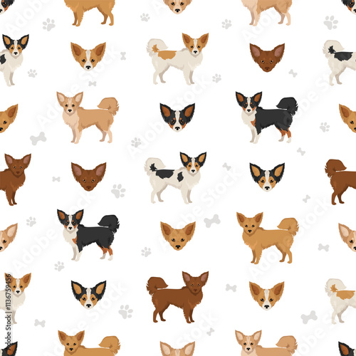 Chion clipart. Chihuahua Papillon mix. Different coat colors set.  Vector illustration
