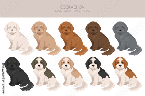 Cockachon clipart. Cocker Spaniel Bichon Frise mix. Different coat colors set.  Vector illustration