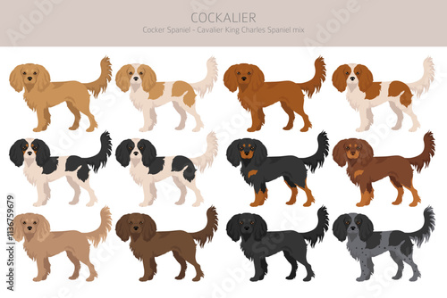 Cockalier clipart. Cocker Spaniel Cavalier King Charles Spaniel mix. Different coat colors set.  Vector illustration
