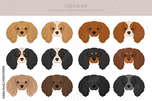 Cockalier clipart. Cocker Spaniel Cavalier King Charles Spaniel mix. Different coat colors set.  Vector illustration